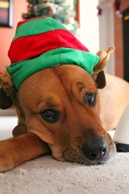 elf dog costume - turtlesandtails.blogspot.com