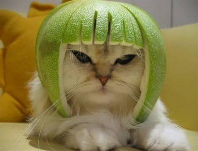 Labels: Cat Funny Photo funny photos of cats. Labels: Cat Funny Photo