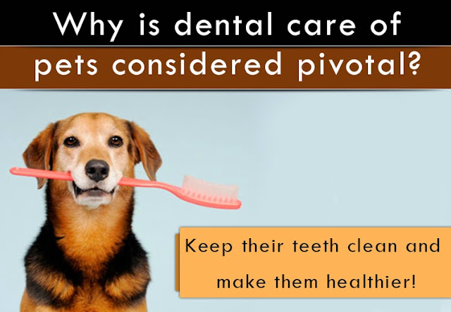 Oral Hygiene In Pets