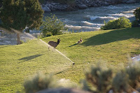 Click for Larger Image of Elk and Dog Playing In the Sprinkler