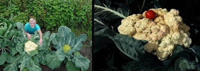 World's Largest Cauliflower (31.25 Lbs or 14.1 Kg)