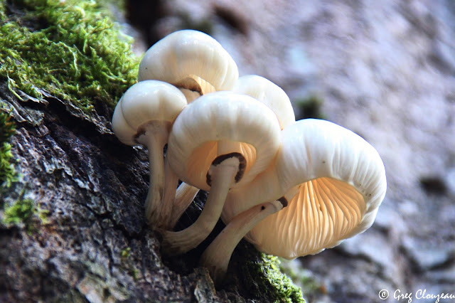 De tous les champignons qui poussent sur les troncs de hêtres, ces délicats parachutes blancs sont sans doute les plus beaux