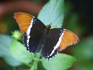 Siproeta brun - Siproeta epaphus