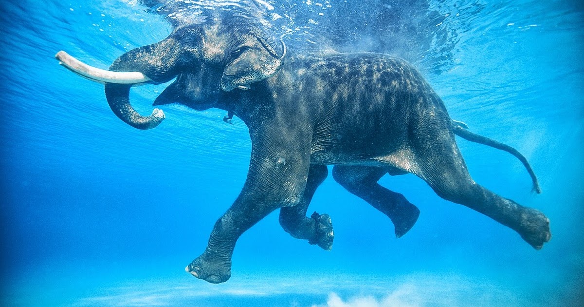 Gambar Gajah Berenang HD di Laut Terbaru  gambarcoloring