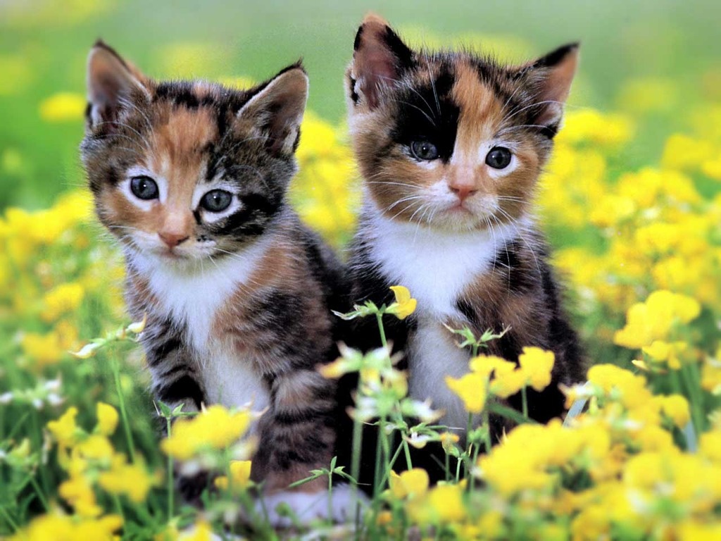 Fascinating Articles and Cool Stuff: Cute Kittens Wallpapers