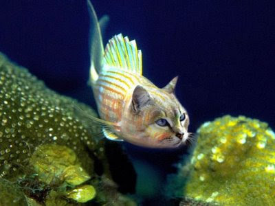 Cat Fish