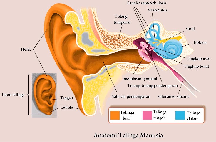 Belajar Biologi Telinga Indera Pendengaran 