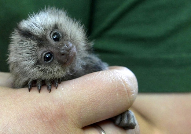 A baby marmoset being hand-raised in Germany, baby marmoset, marmoset pictures