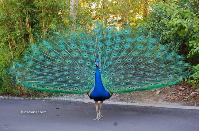 44+ Koleksi Populer Burung Termasuk Hewan Langka