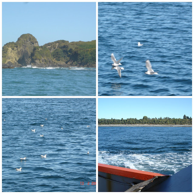 Pinguinera, Chilóe, Chile