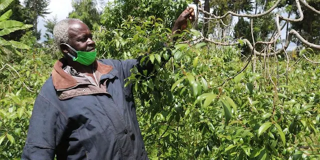 Miraa farmers