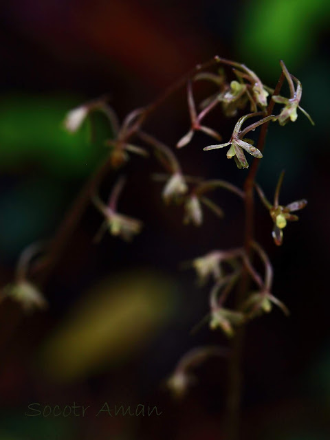 Tipularia japonica