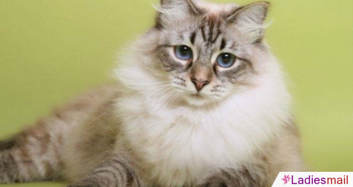 Astaga, Pria ini Merebus 600 Ekor Kucing Untuk Dijadikan Obat