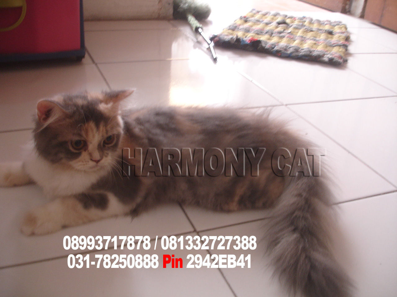 Hamster Dan Kucing Persia Murah Surabaya: KUCING BETINA 3 