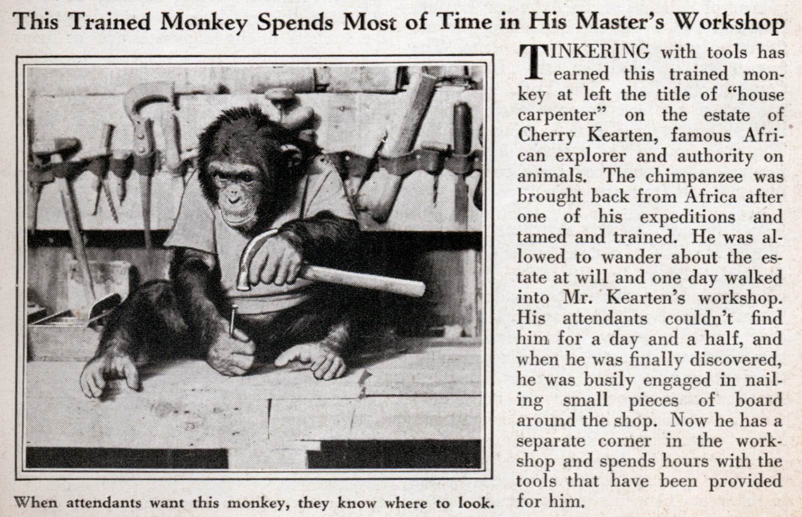 http://blog.modernmechanix.com/this-trained-monkey-spends-most-of-time-in-his-masters-workshop/