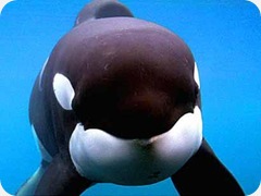 free-willy