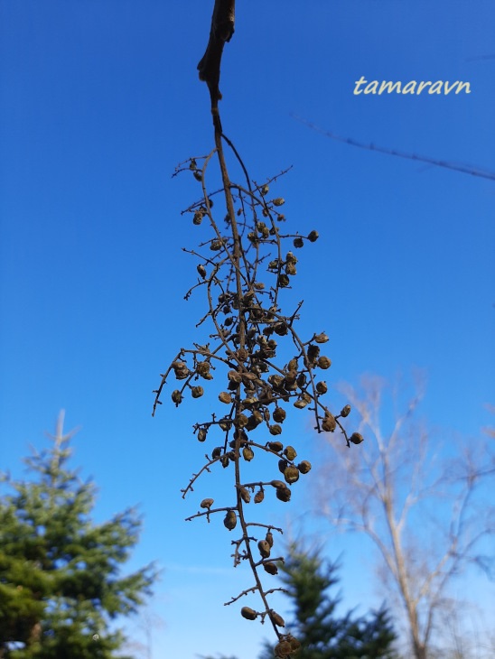 Сумах китайский (Rhus chinensis)