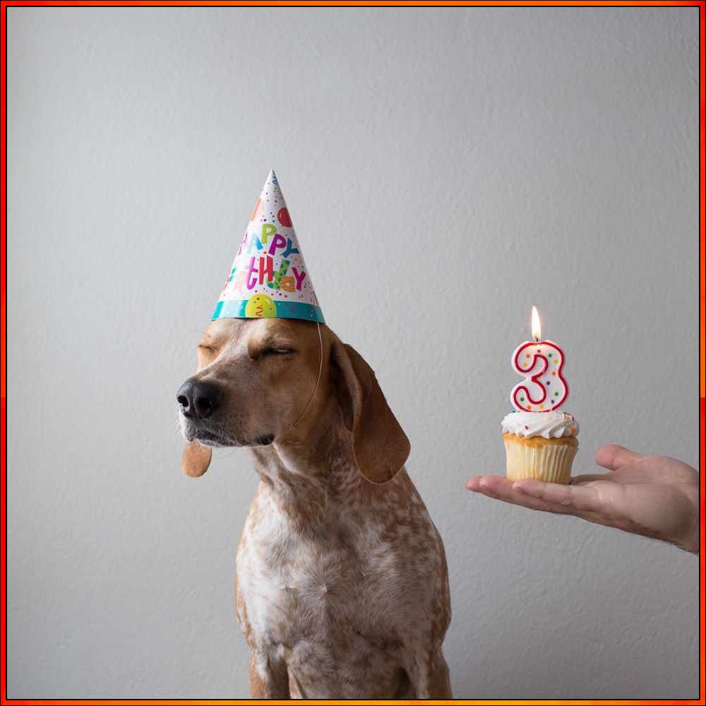 happy birthday dog pictures
