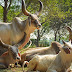 Kankrej Cattle: भारत की ताकतवर और दुग्धसमृद्ध नस्ल
