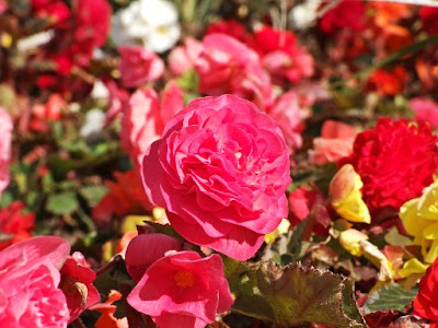 carnations flowers picture