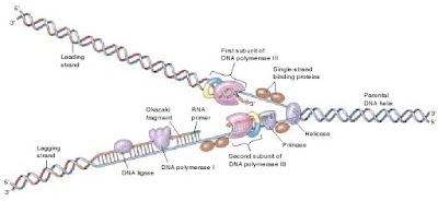 enzim DNA ligase, DNA polymerase, fragmen okizaki, leading strand dan lagging strand, replikasi DNA, semi konservatif, Enzim helicase, enzim topoisomerase, DNA polymerase, RNA polimerase, primase,