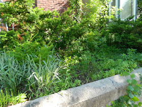 Toronto Riverdale Summer Front Garden Cleanup Before by Paul Jung Gardening Services--a Toronto Organic Gardening Company