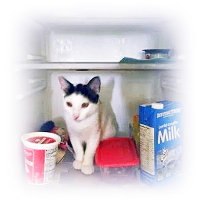cat cooling off in the fridge in the tropics