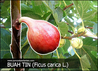Buah Tin (Ficus carica L.)