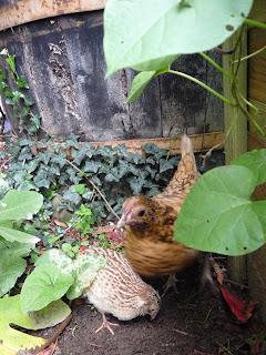 Golden Italian Speckled Juvenile Male Quail with Sebright cross bantam