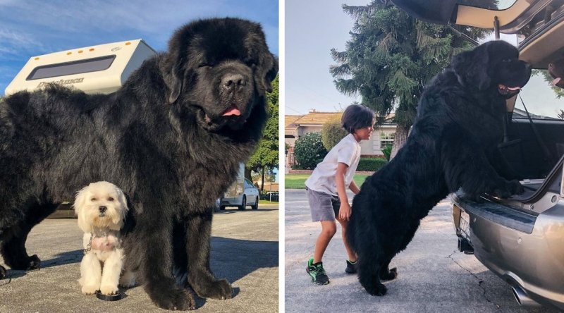 Giant Newfoundland dogs and their young owners travel the country