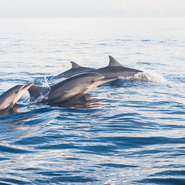 Dolphin lovina