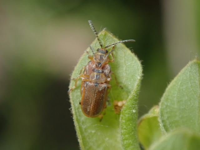 Galerucella lineola