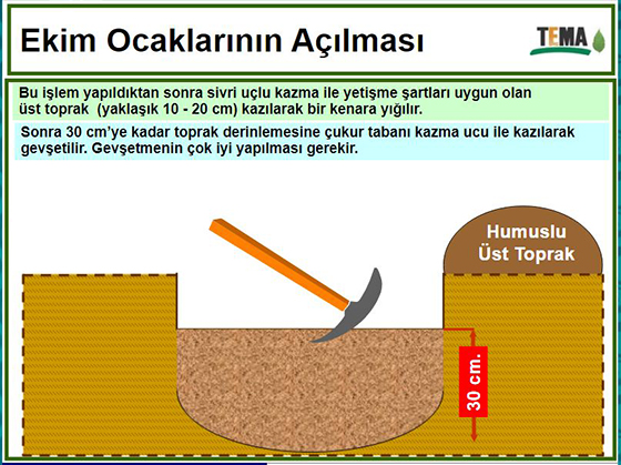 Meşe ekim ocağı