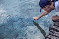  Ikan nila merupakan salah satu jenis ikan air tawar yang sangat gampang kita jumpai di kola Rincian Modal Usaha Ternak Ikan Nila Mulai Awal hingga Buka