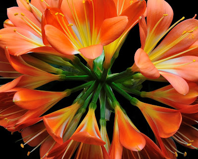 Clivia