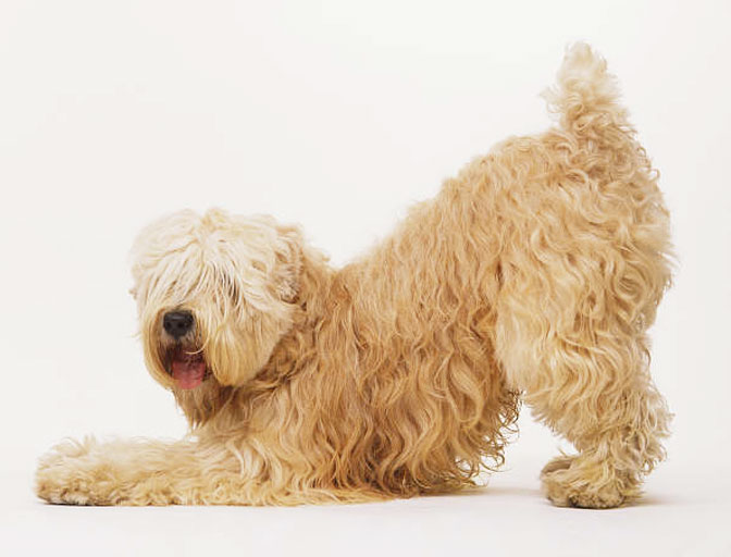 Soft Coated Wheaten Terrier Puppies