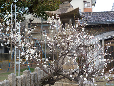 柴島神社の灯篭と梅