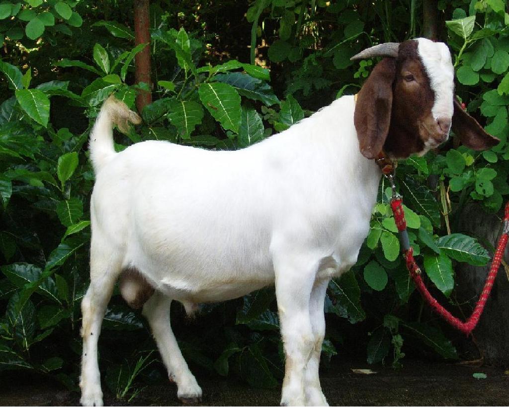  Gambar  Lucu Binatang Kambing  Terlengkap Display Picture Unik