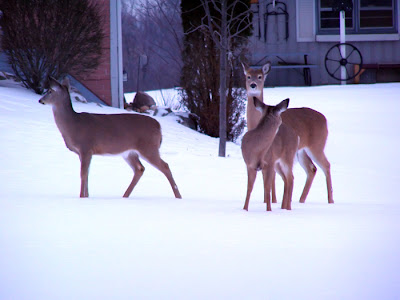 The snow will soon be gone, and it will be harder to see animal tracks.