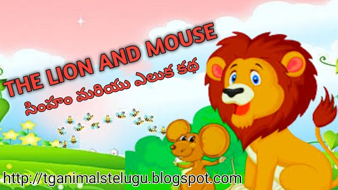 ఒక సింహం మరియు ఎలుక కథ పురాతన నైతిక కథ | tg animals stories 