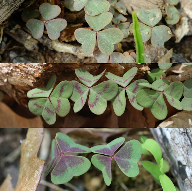 Кислица фиолетовая (Oxalis violacea)