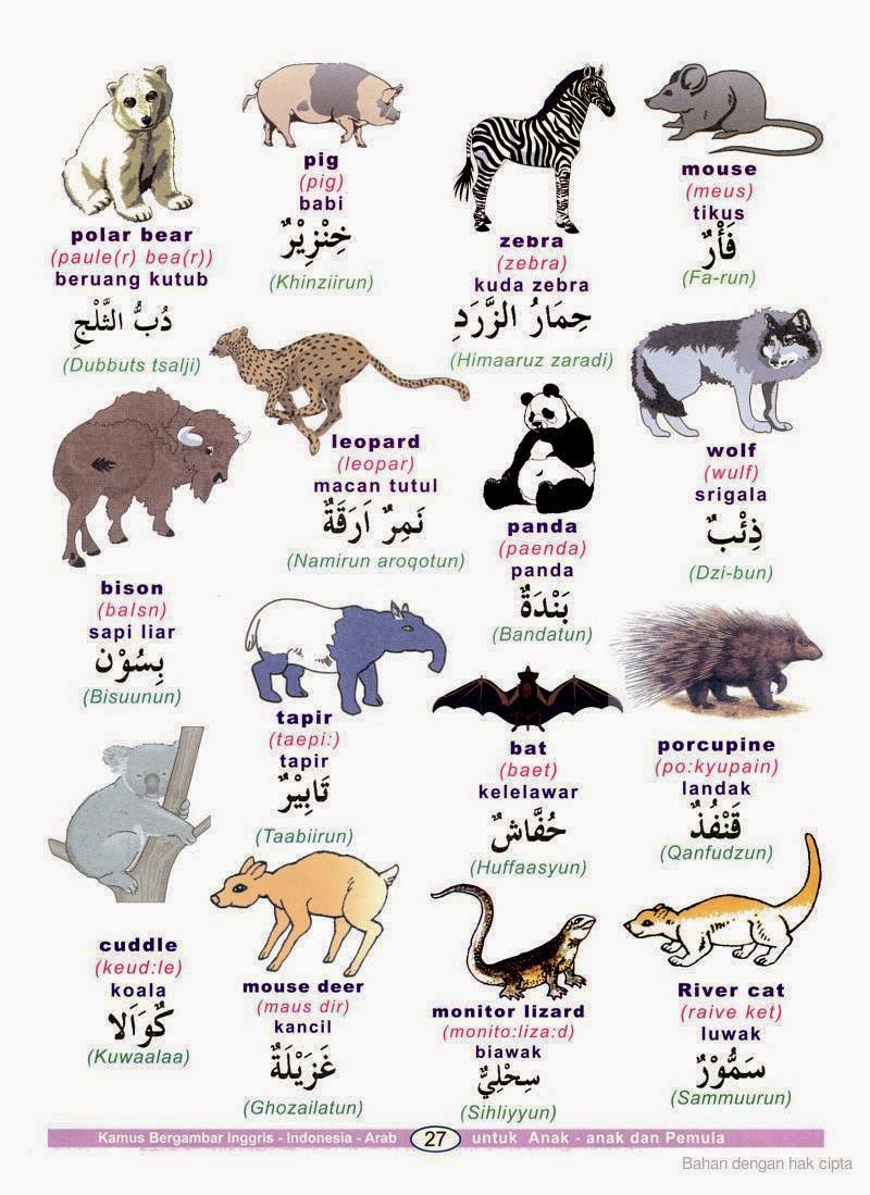 Kenalilah Bahasa  Arab  Haiwan hawan dalam Bahasa  Arab  
