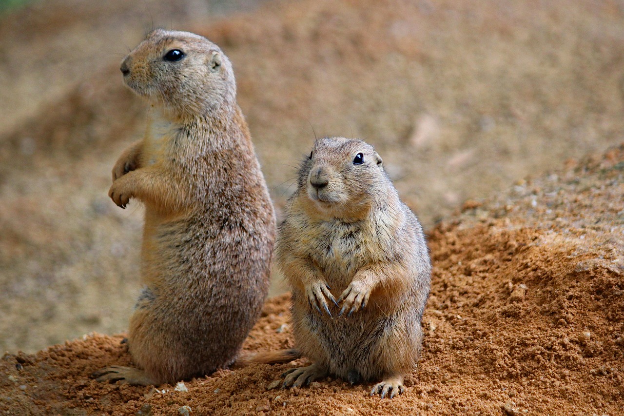 two Prairie dogs