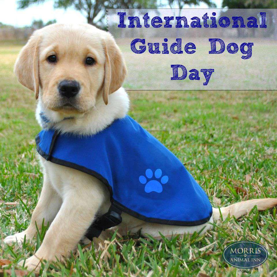 International Guide Dog Day Wishes Pics