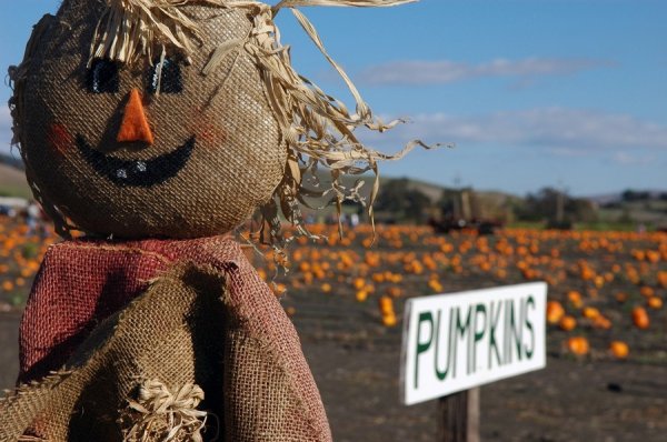 scarecrow makeup. 14 creative scarecrows