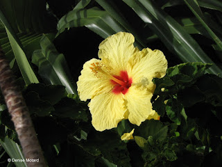 Yellow hibiscus, Fort DeRussy Park - Waikiki, Oahu, Hawaii