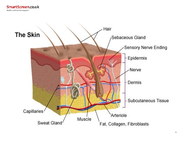 Aluminum prevents us from sweating