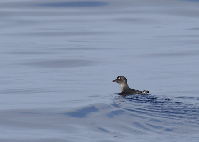 Good looks at a Cassin's Auklet