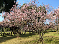 Bosque das Cerejeiras no Parque do Carmo