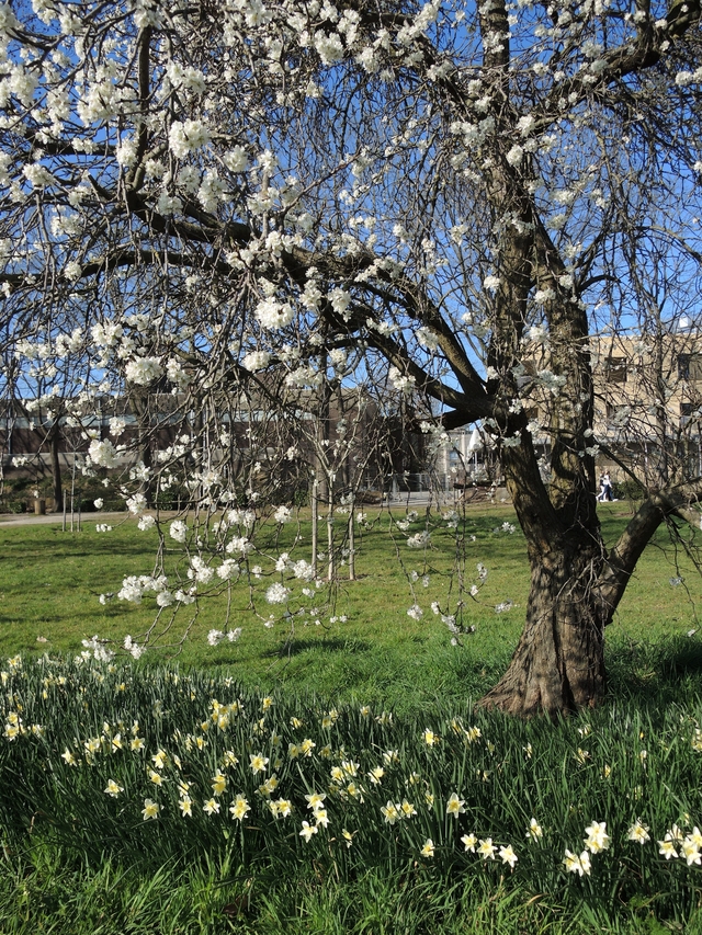 Antwerpen: de Magnoliaroute in het Rivierenhof